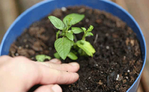 花卉种植APP开发-标点软件